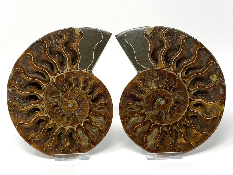 Ammonite Pair Large 15.2cm  | Image 1
