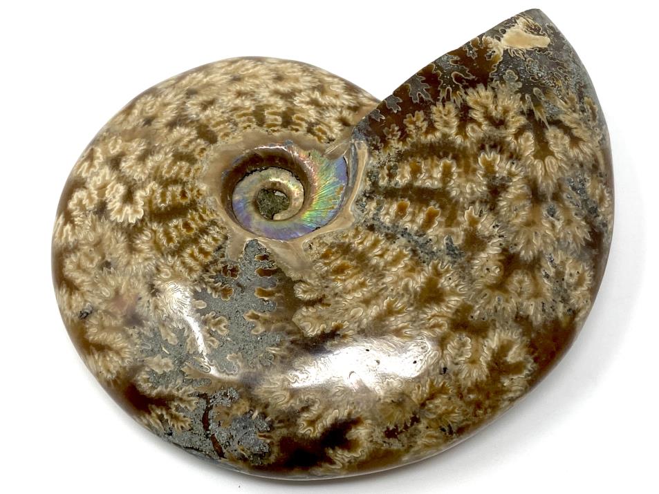 Ammonite Cleoniceras 10.1cm | Image 1