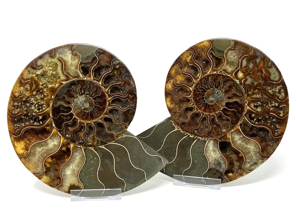 Ammonite Pair 19.2cm | Image 1