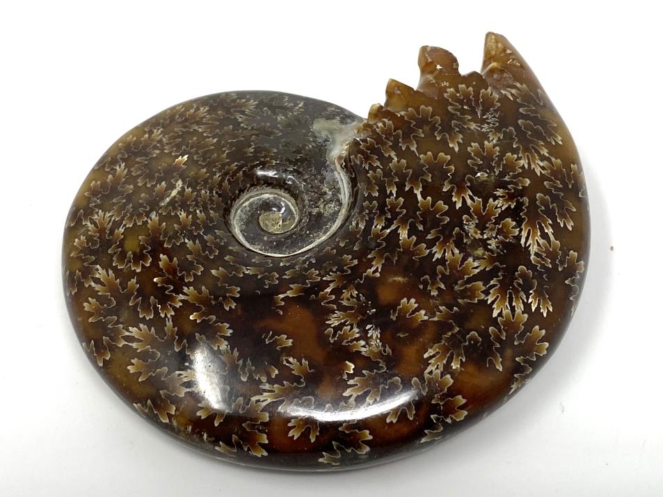 Ammonite Cleoniceras 8.8cm | Image 1