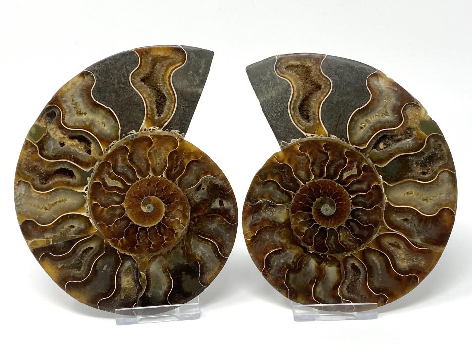Ammonite Pair 13.5cm | Image 1