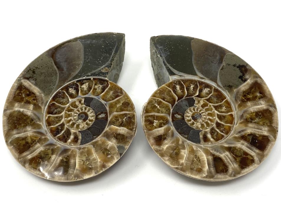 Ammonite Pair 7.3cm | Image 1