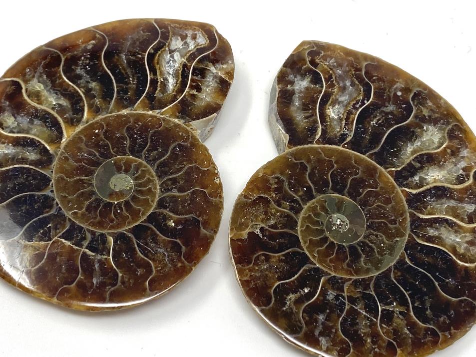 Ammonite Fossil HALF Madagascar Cretaceous FSE909 ✔100%genuine✔UKseller 