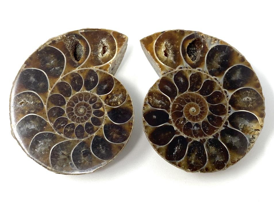 Ammonite Pair 3.8cm | Image 1