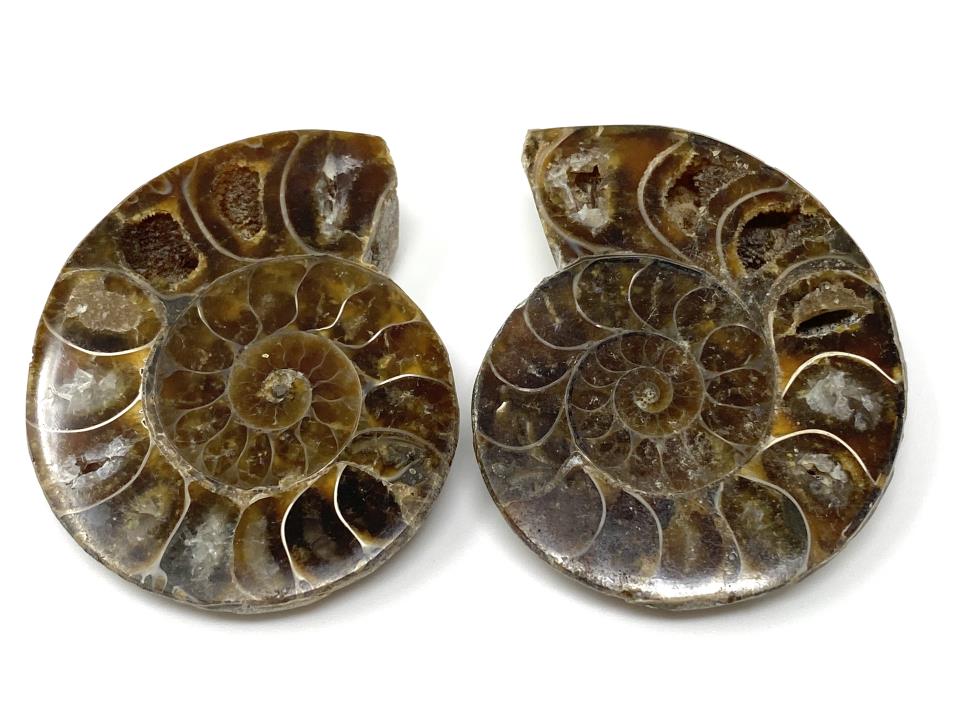 Ammonite Pair 4.5cm | Image 1