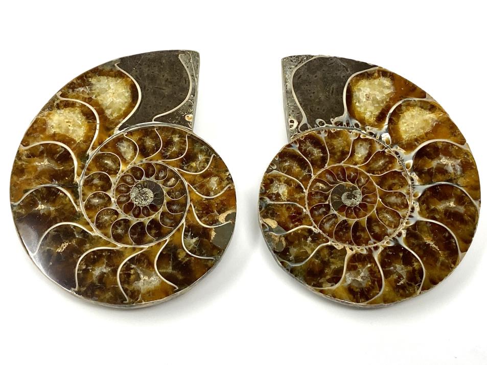 Ammonite Pair 8.5cm | Image 1