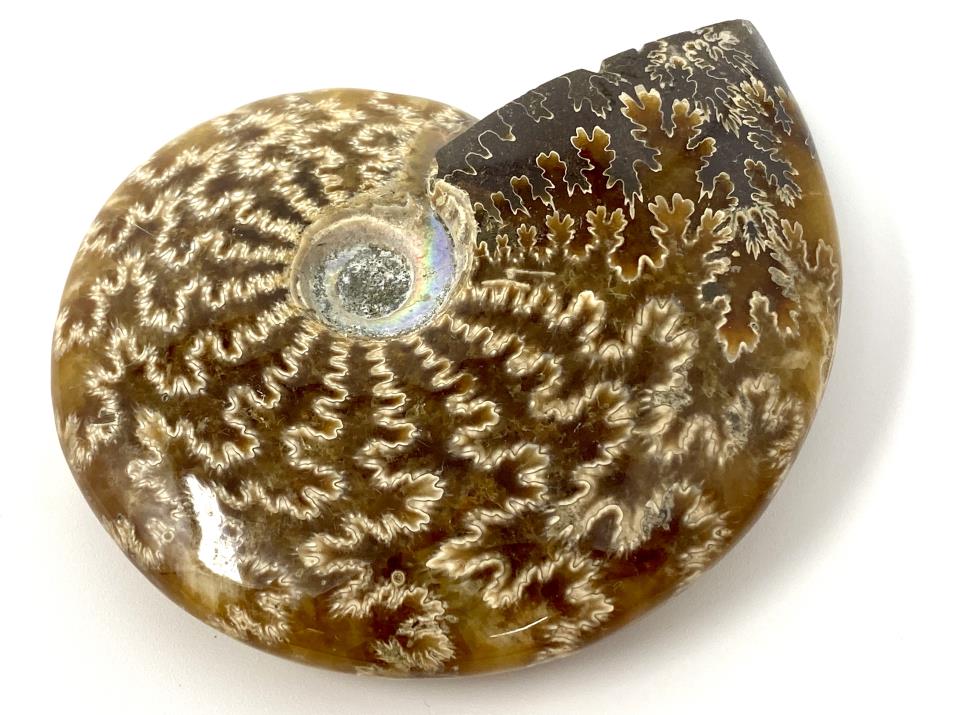 Ammonite Cleoniceras 8.3cm | Image 1