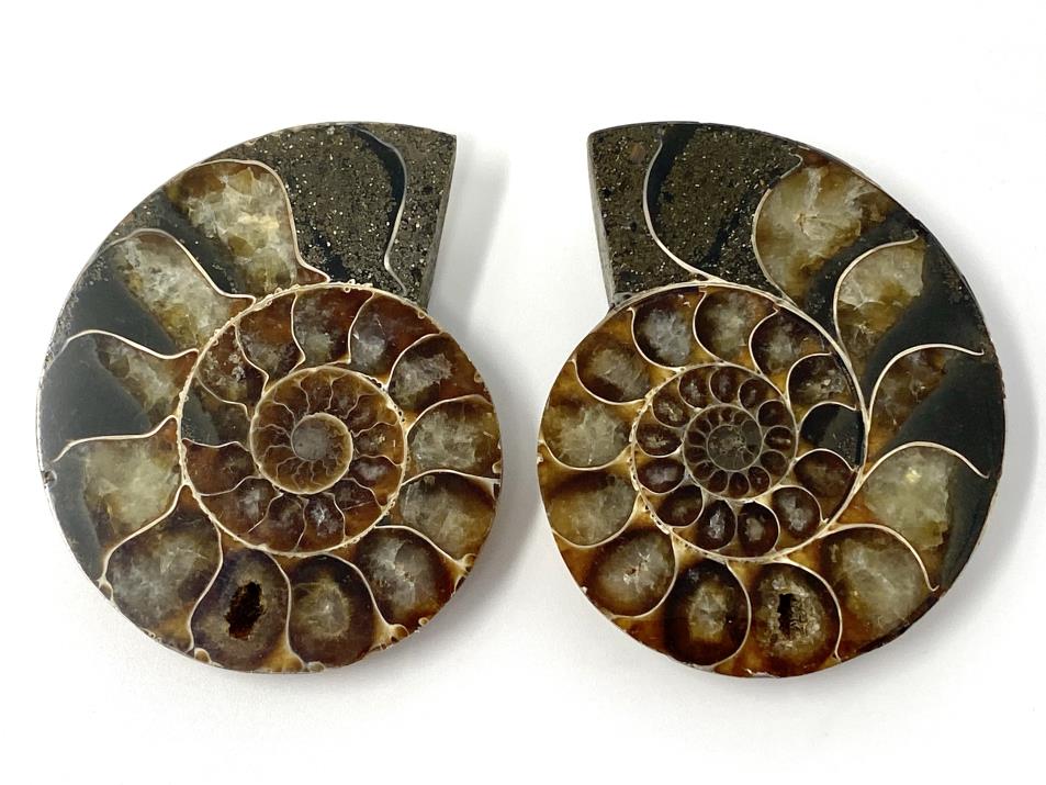 Ammonite Pair 6.1cm | Image 1