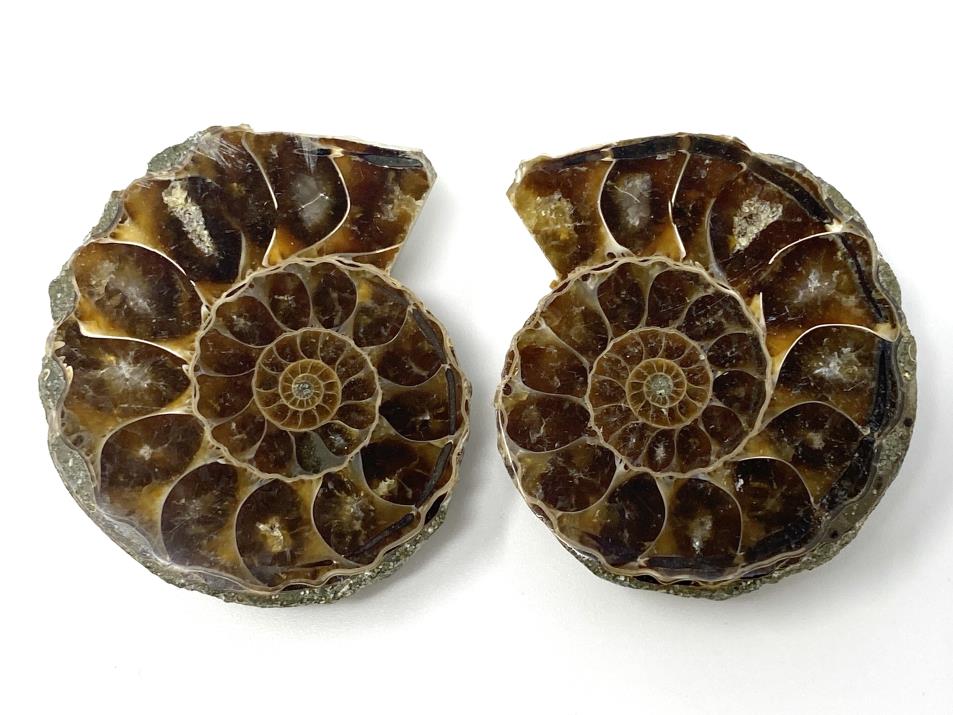 Ammonite Pair 4.5cm | Image 1