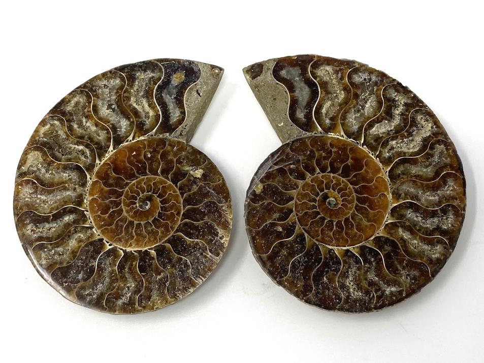Ammonite Pair 8.2cm | Image 1