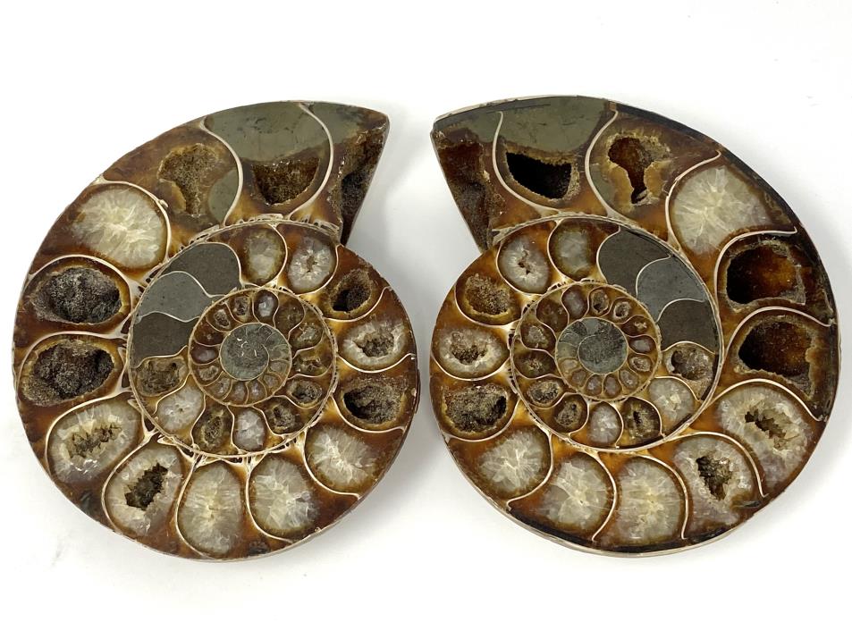 Ammonite Pair 10.5cm | Image 1