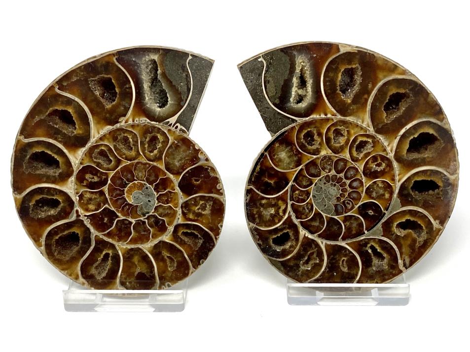 Ammonite Pair 9cm | Image 1