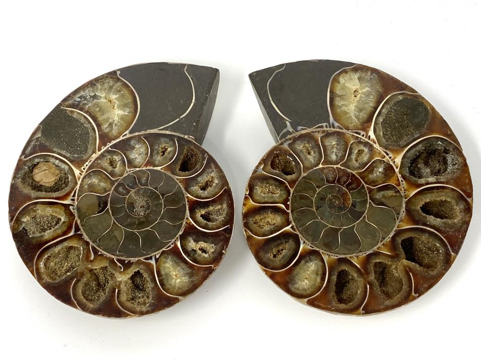 Ammonite Pair 9.6cm | Image 1