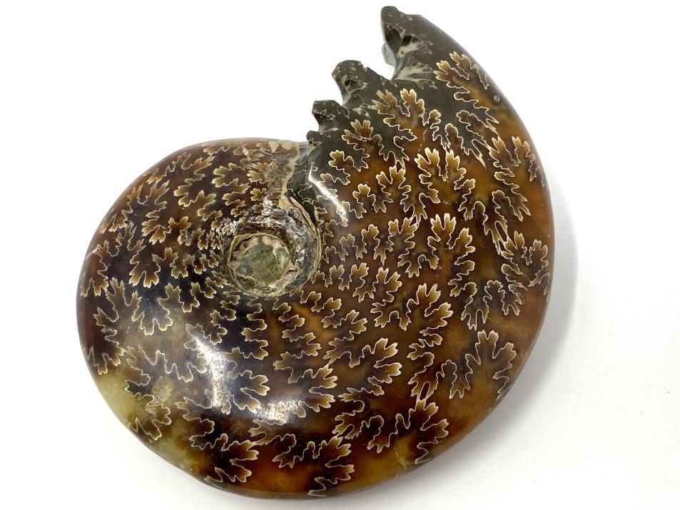 Ammonite Cleoniceras 9.4cm | Image 1