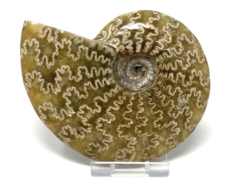 Ammonite Cleoniceras 10.5cm | Image 1