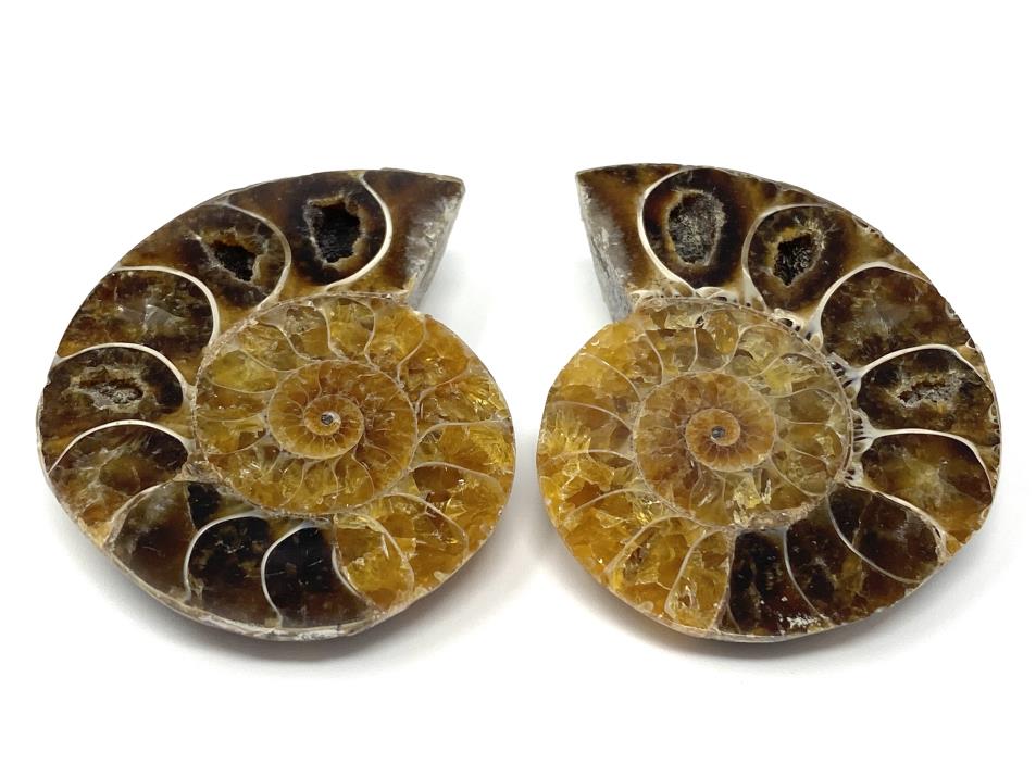 Ammonite Pair 4.7cm | Image 1