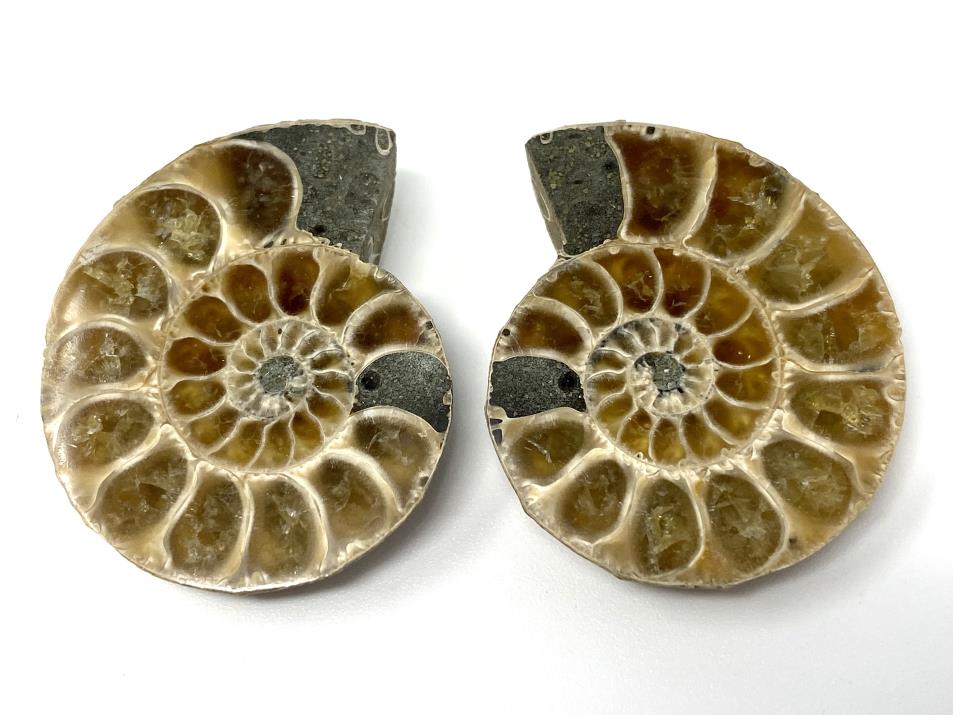 Ammonite Pair 3.5cm | Image 1