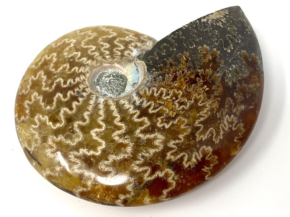 Ammonite Cleoniceras 7.7cm | Image 1