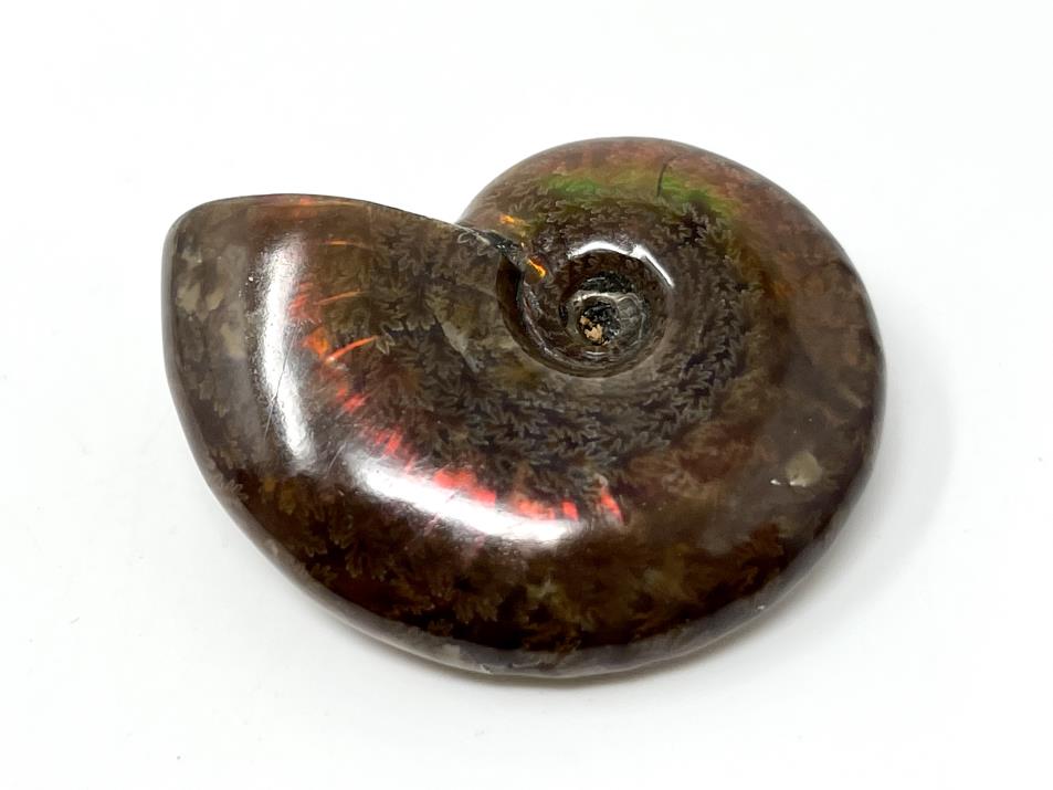 Ammonite Red Iridescent 4.2cm | Image 1