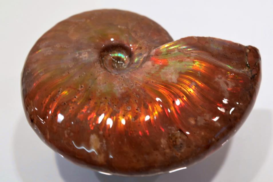 Ammonite Iridescent 7.65cm | Image 1