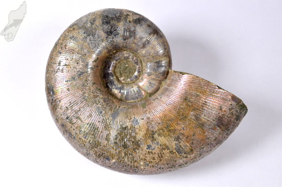 Ammonite Lytoceras 11cm | Image 1
