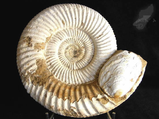 Ammonite Perisphinctes 19cm | Image 1