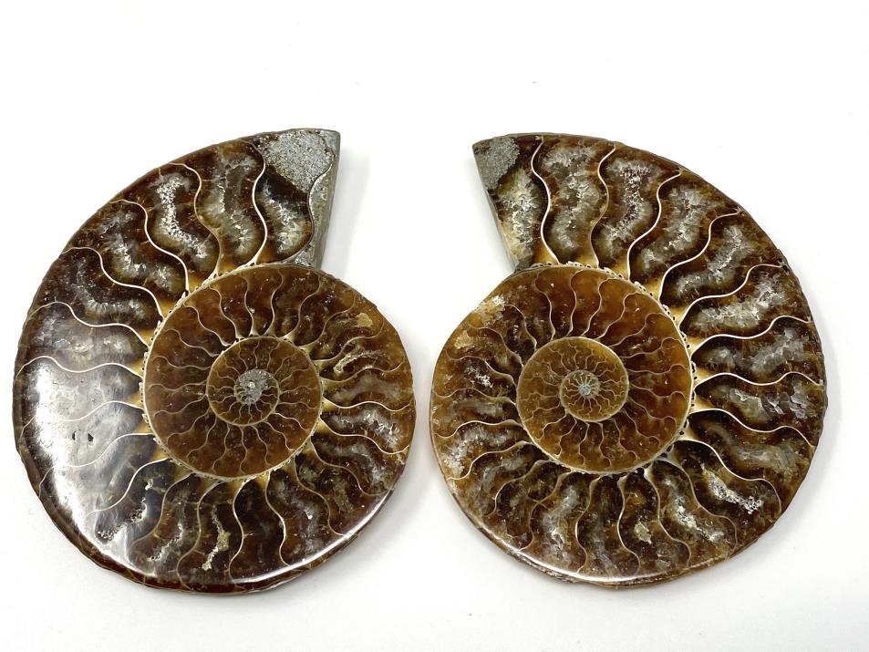 Ammonite Pair 9.3cm | Image 1