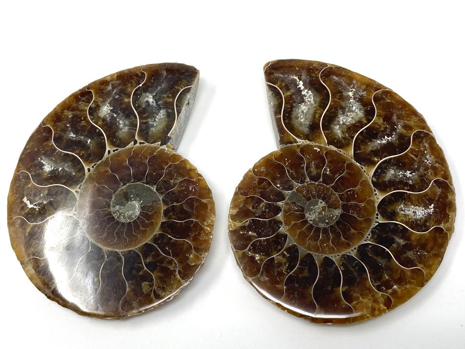 Ammonite Pair 6.9cm | Image 1