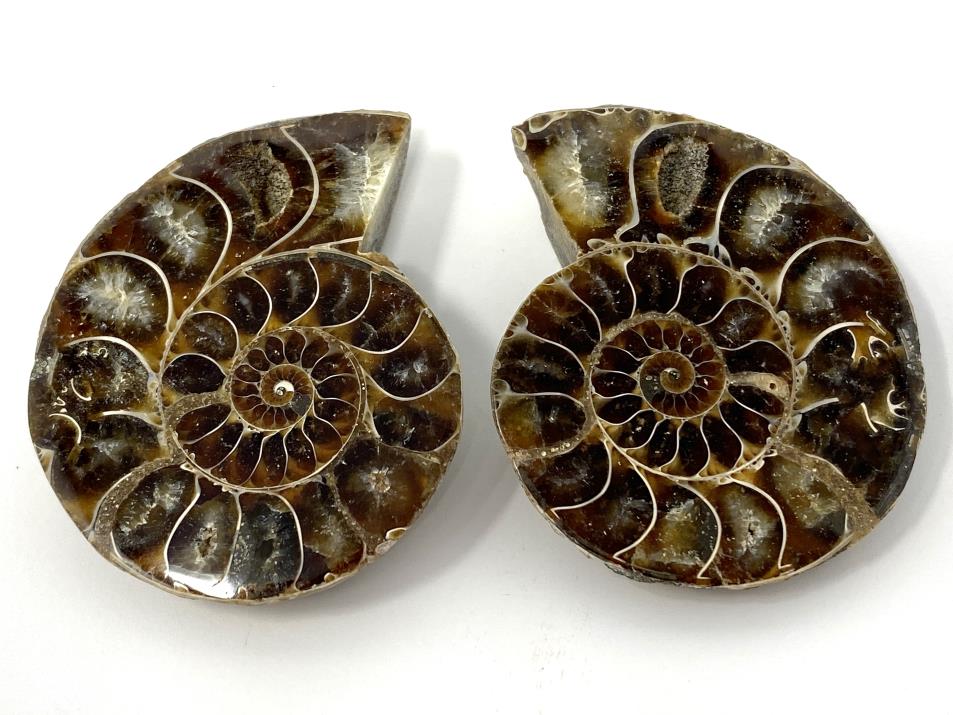 Ammonite Pair 4.7cm | Image 1