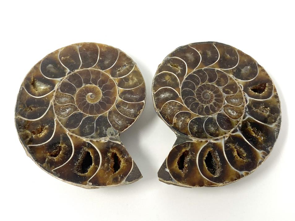 Ammonite Pair 5.6cm | Image 1