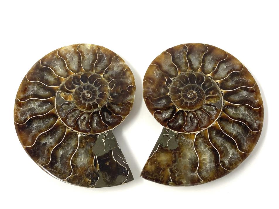 Ammonite Pair 9.7cm | Image 1