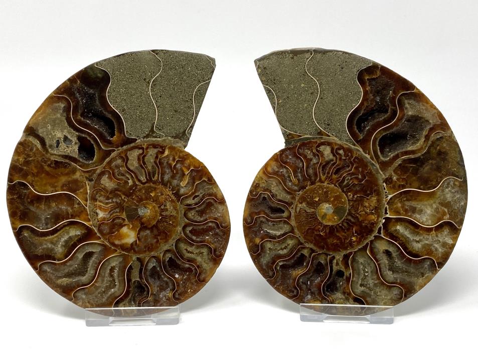 Ammonite Pair 12.2cm | Image 1