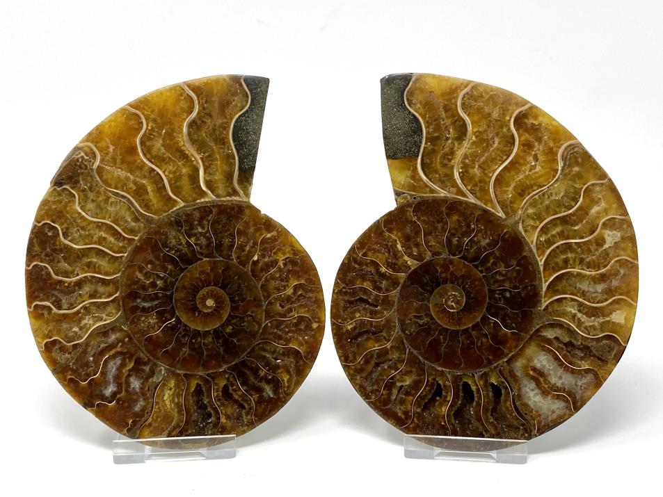Ammonite Pair 13.3cm | Image 1