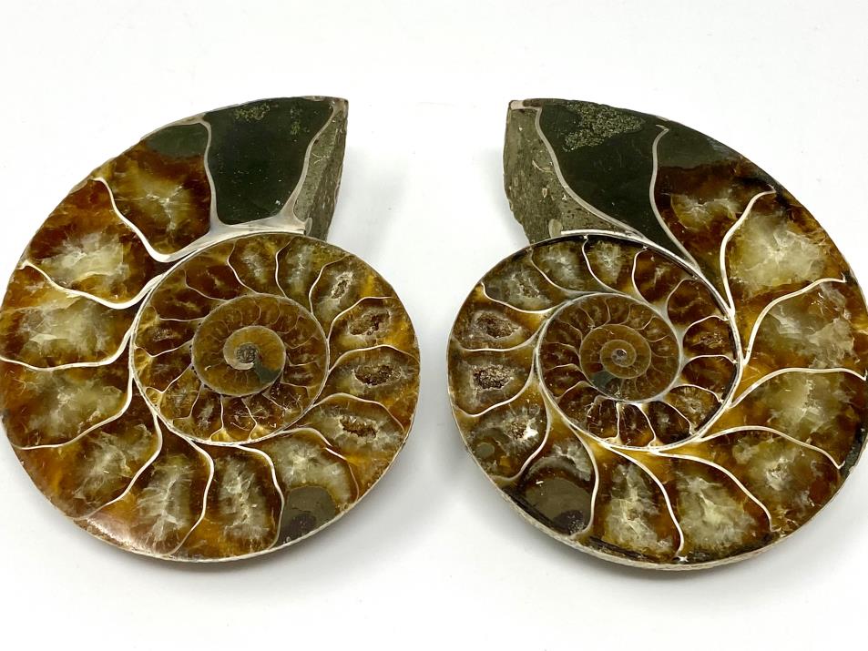 Ammonite Pair 9.2cm | Image 1
