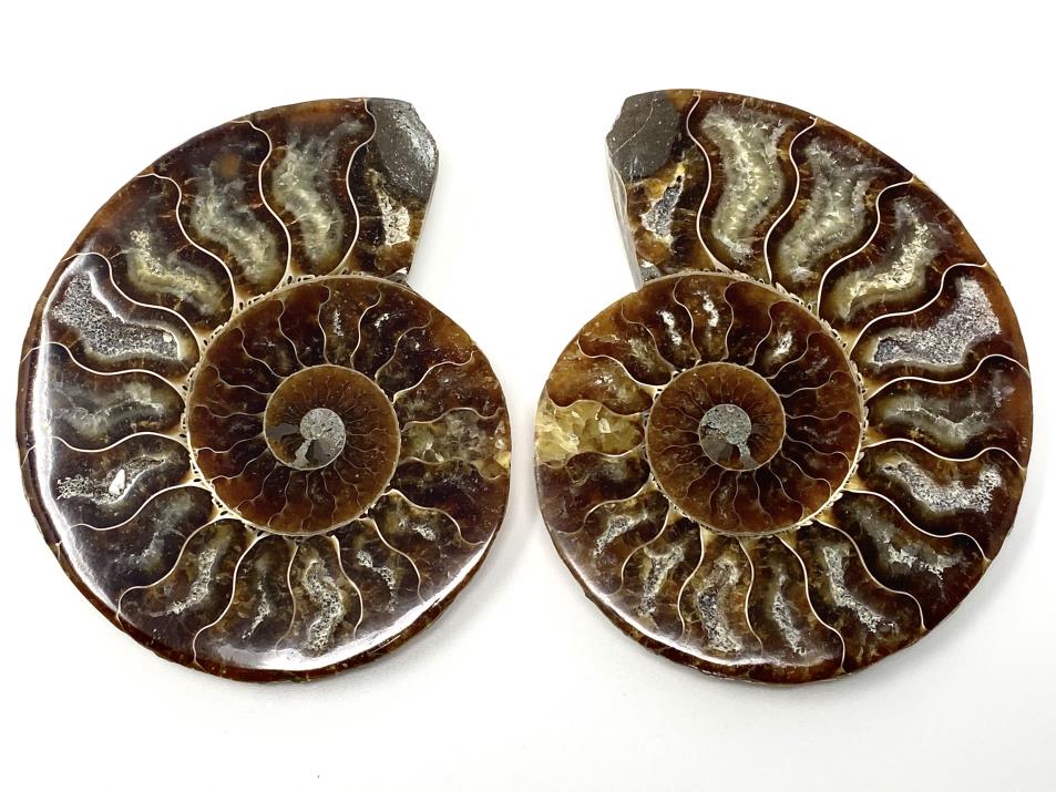 Ammonite Pair 9.9cm | Image 1