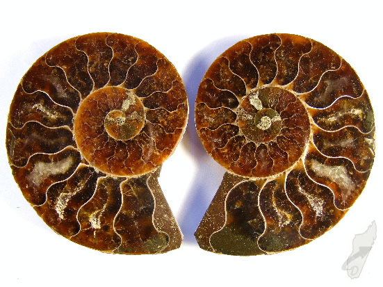 Ammonite Pair 7.1cm | Image 1