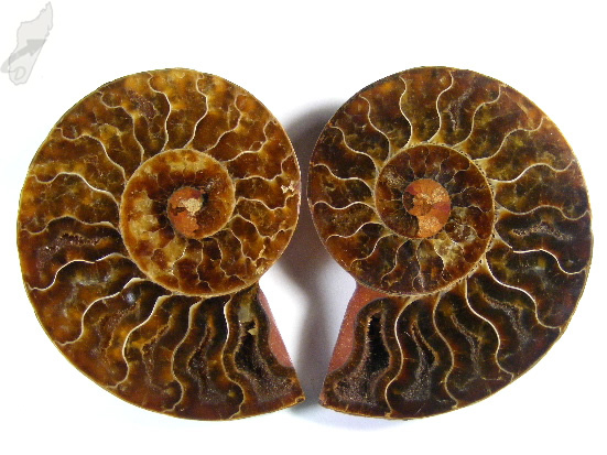 Ammonite Pair 8.5cm | Image 1