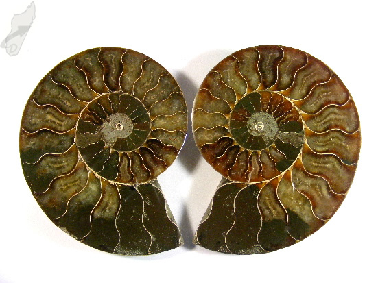 Ammonite Pair 13cm | Image 1