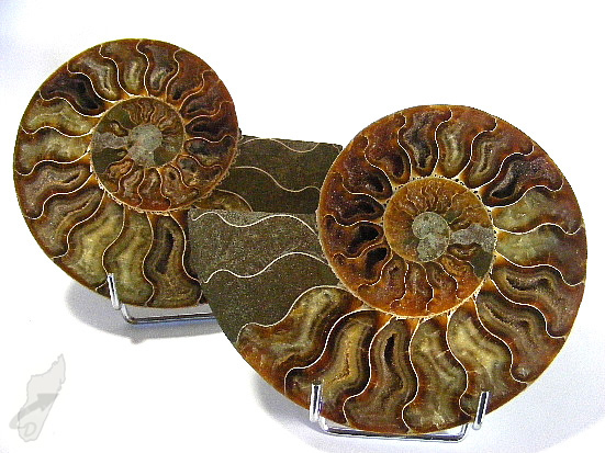 Ammonite Pair 15.2cm | Image 1