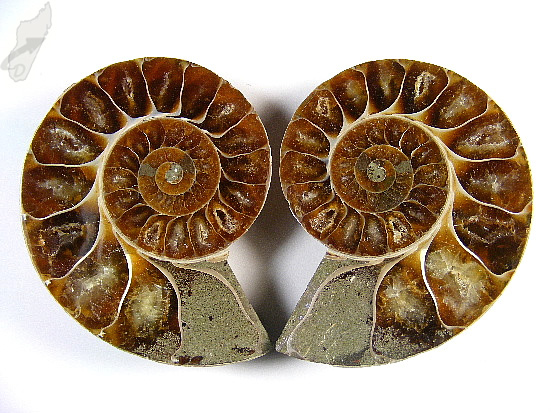 Ammonite Pair 6.9cm | Image 1