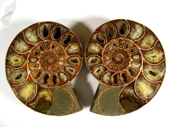 Ammonite Pair 10cm | Image 1