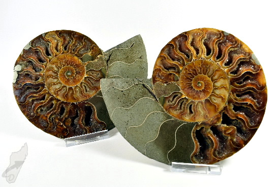 Ammonite Pair 18.6cm | Image 1