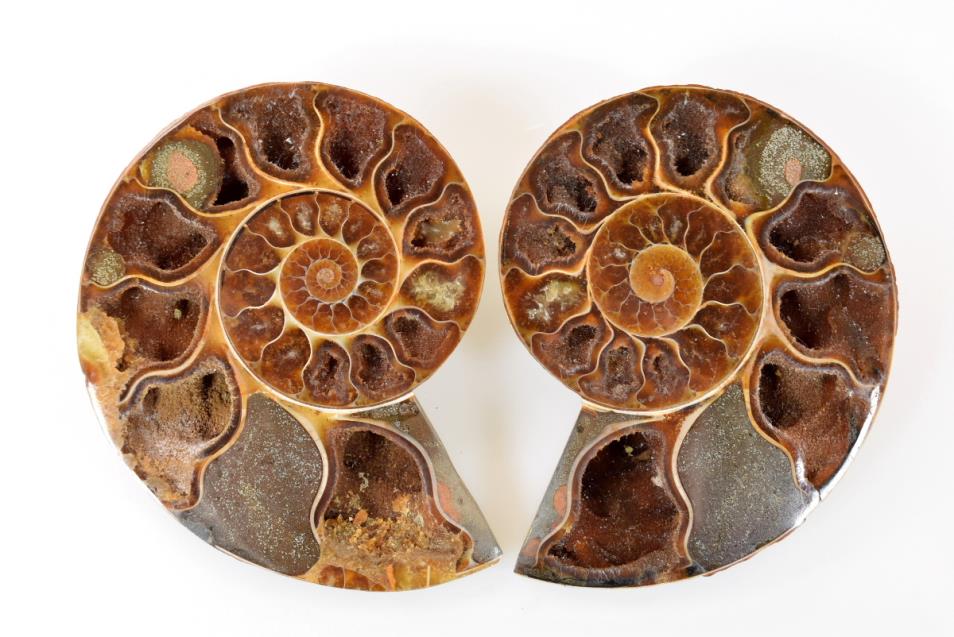 Ammonite Pair 11cm | Image 1