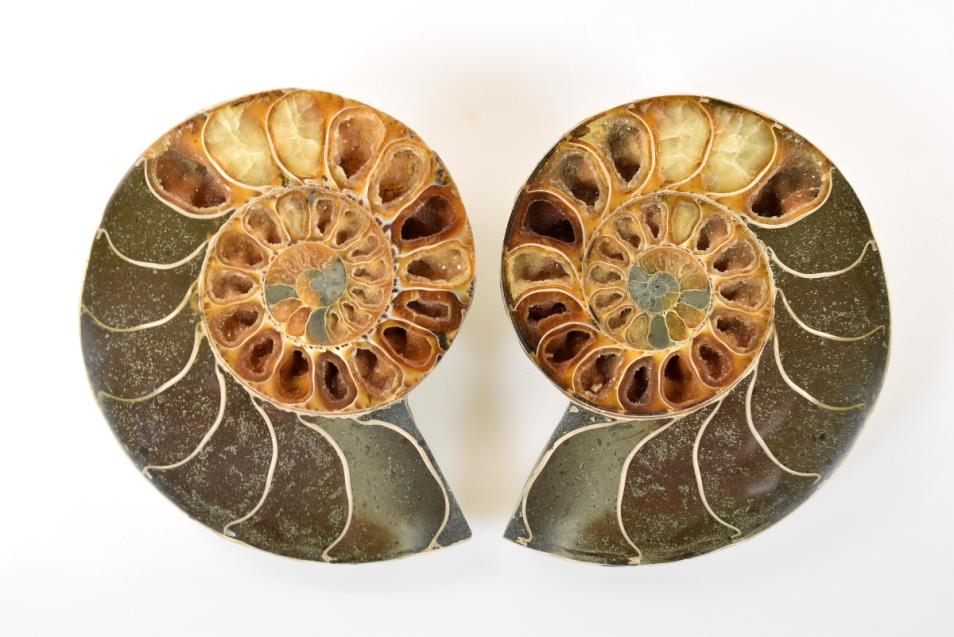 Ammonite Pair 11.7cm | Image 1