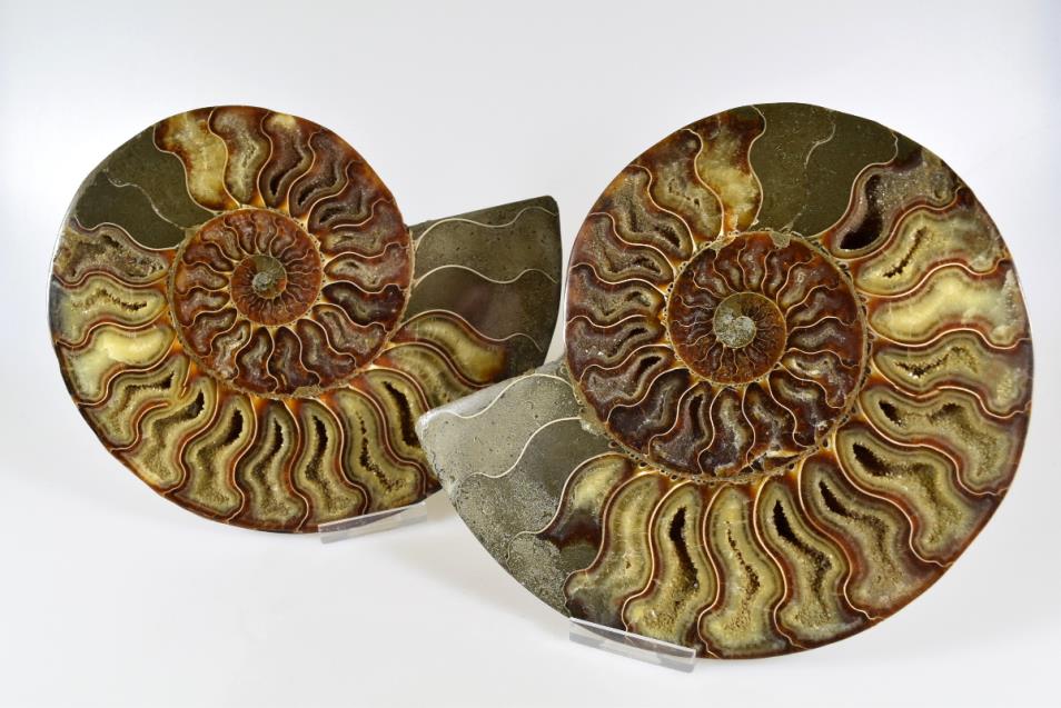 Ammonite Pair 19.5cm | Image 1