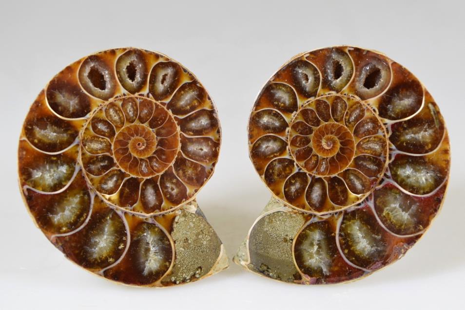 Ammonite Pair 6cm | Image 1