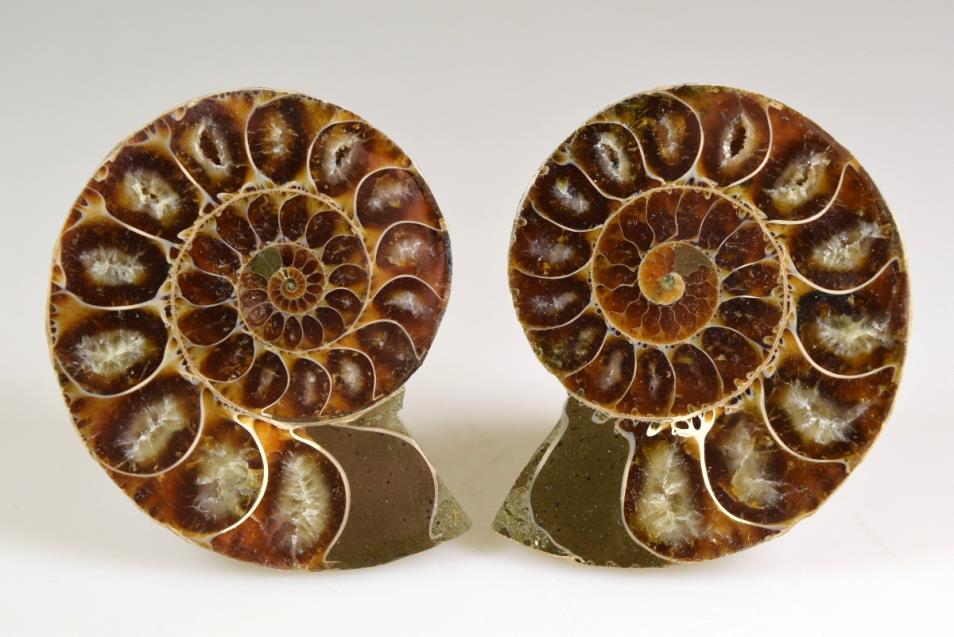 Ammonite Pair 6.4cm | Image 1