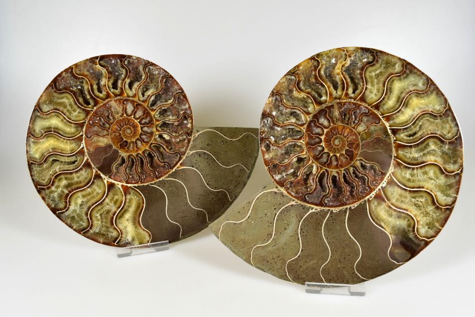 Ammonite Pair 18.7cm | Image 1
