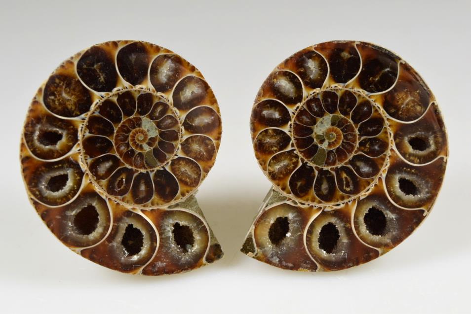 Ammonite Pair 6cm | Image 1