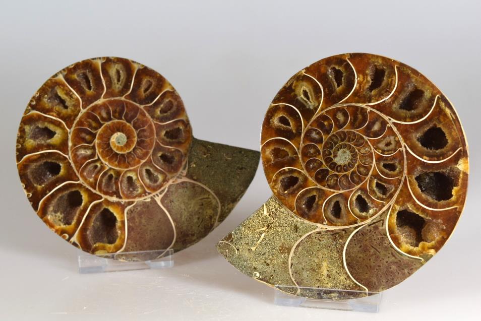 Ammonite Pair 10.7cm | Image 1